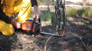 Best Tree Preservation Services  in Wacousta, MI