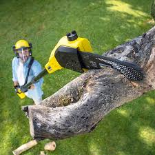 Professional  Tree Services in Wacousta, MI