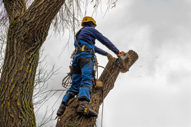 Tree and Shrub Care in Wacousta, MI