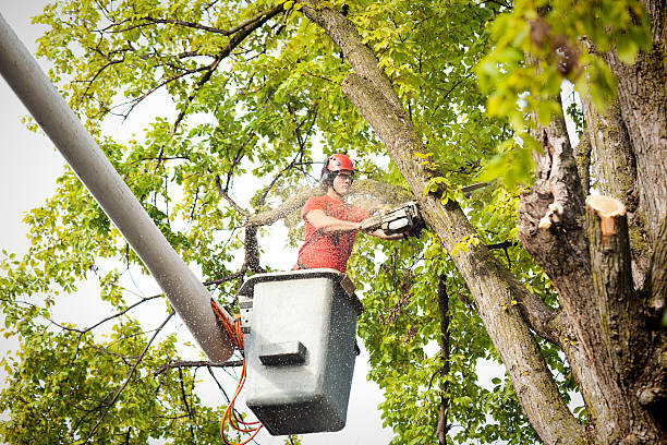 Why Choose Our Tree Removal Services in Wacousta, MI?